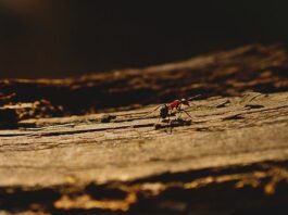 How to get rid of ants